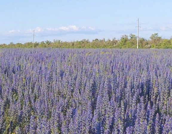 Саратовцев напугало поле с ядовитыми цветами вдоль дороги